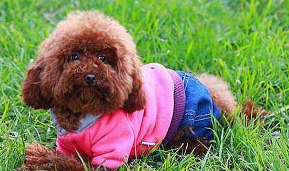 怎么養貴賓犬不臭