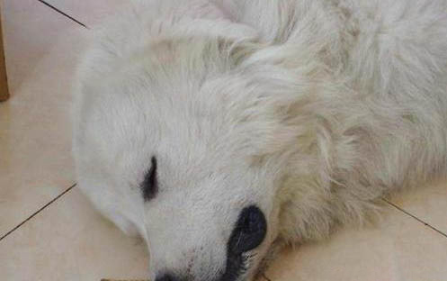 懷疑狗狗球蟲需要做哪些檢查