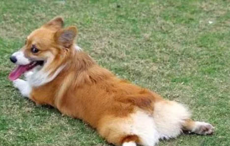 柯基和柴犬哪個好養