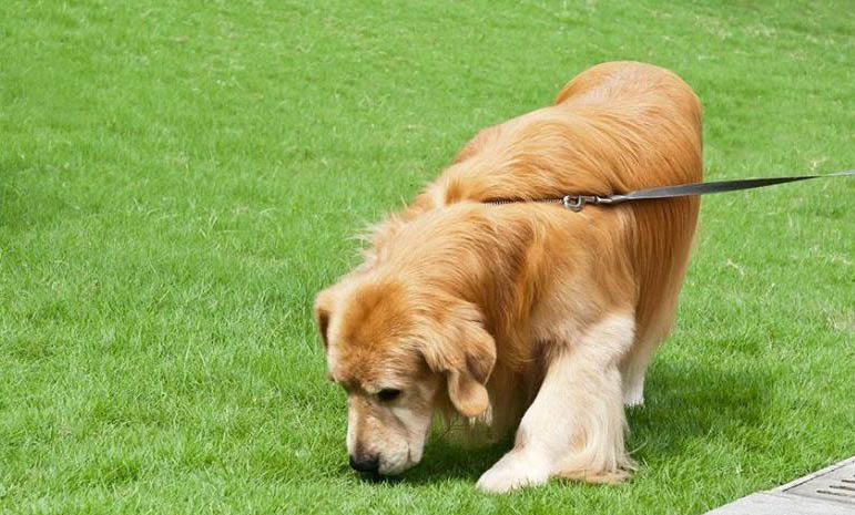 狗狗知道自己被送人嗎