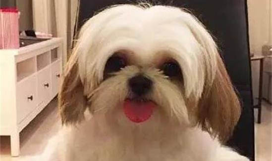 狗鼻子濕潤正常嗎