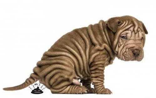 剛出生的幼犬怎么養比較好