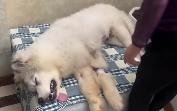 狗糧多久換一次牌子合適