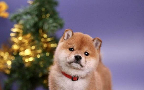 豆柴犬的價格是多少錢一只