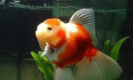 金魚還能和什么魚一起養(yǎng)