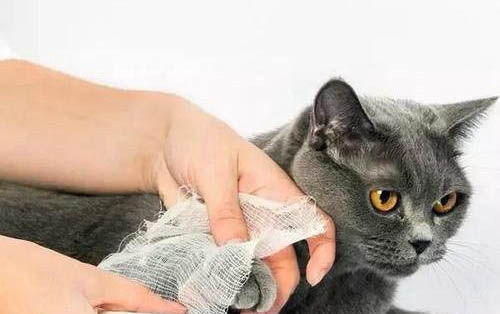貓咪耳朵里有黃褐色污垢