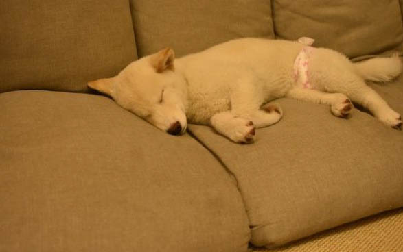 狗狗的毛剃了多久會長