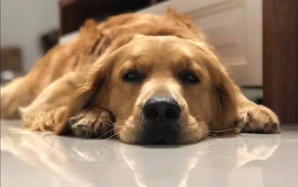 狗狗可以吃花生不,有哪些注意事項