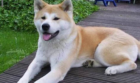 秋田犬和柴犬幼犬哪個(gè)好