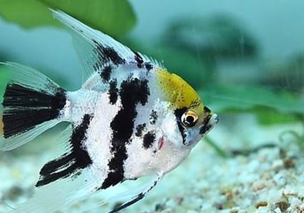夜釣鯉魚(yú)釣深水還是淺水好