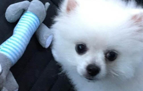 狗狗有哪些種類