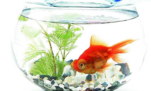 魚缸里種滿水草好嗎