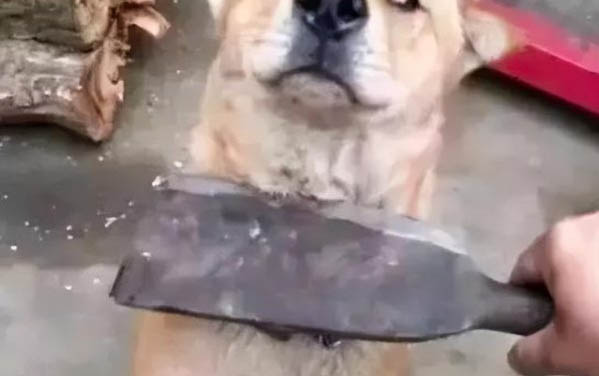 狗狗腹瀉如何調理