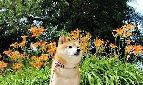 寵物柴犬會咬人嗎?
