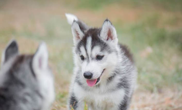 哈士奇幼犬吃什么狗糧才好?