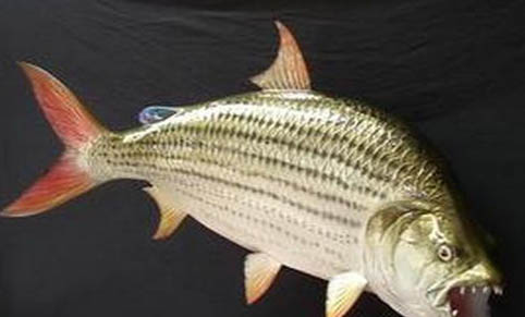 米奇魚生小魚前兆?