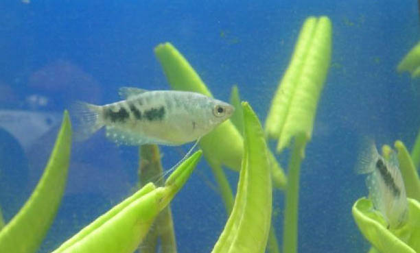 小型熱帶魚魚糧推薦