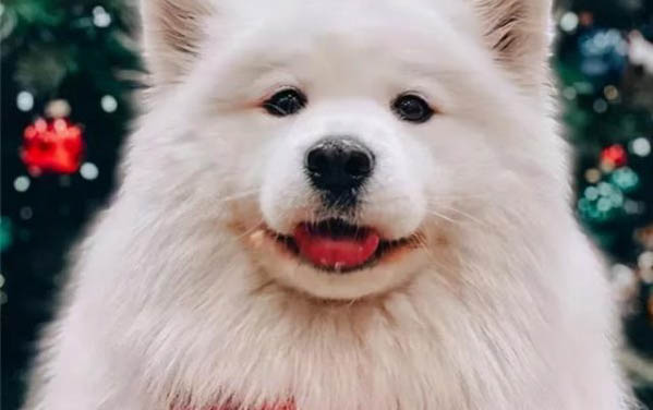 薩摩耶毛發黃怎么辦好呢