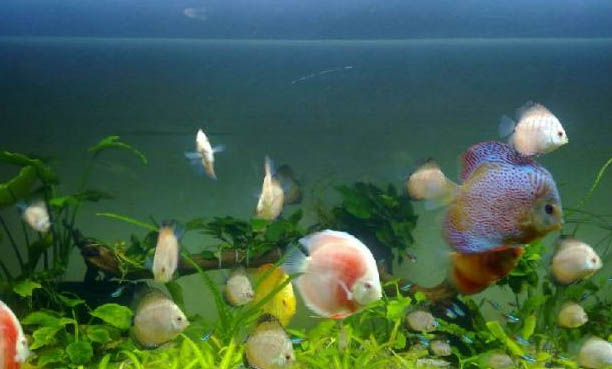 觀賞魚可以放生嗎