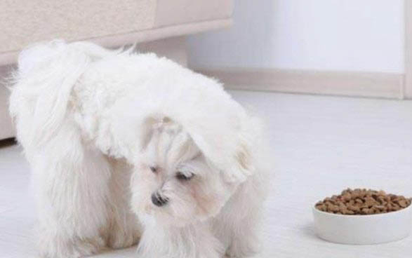 比格犬是哪個國家的犬種