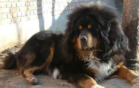 哪里有藏獒幼犬出售