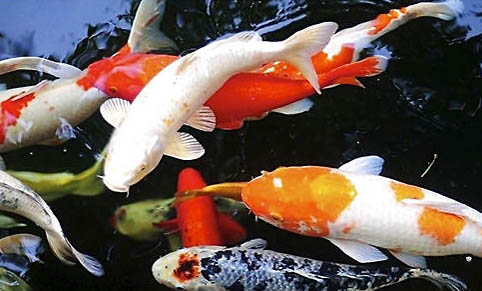 錦鯉魚可以和什么魚一起養