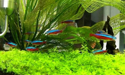 養孔雀魚的水要曬多久