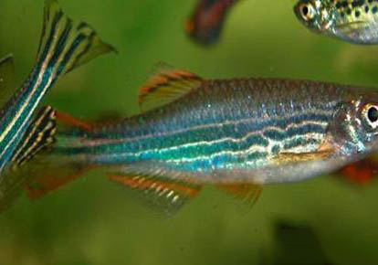 斑馬魚多久生一次小魚