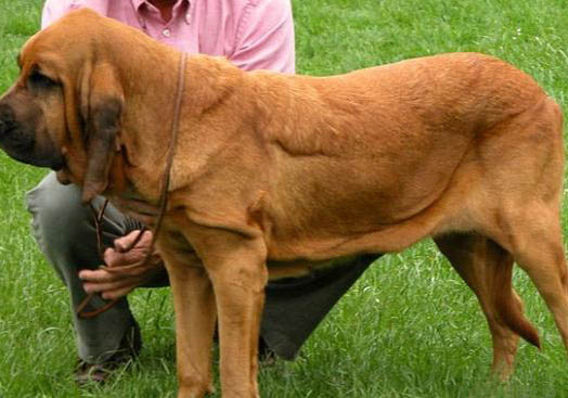尋血獵犬分娩需要多長時間