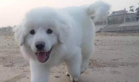 大白熊犬吐黃粘液的原因及處理方法