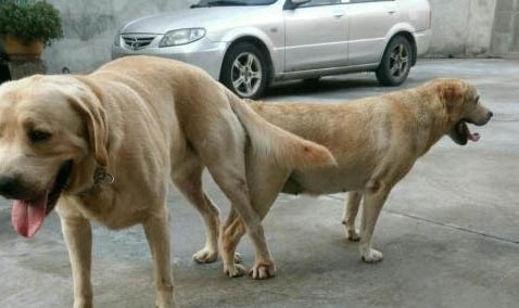 加納利犬跟拉布拉多犬雜交的狗叫什么