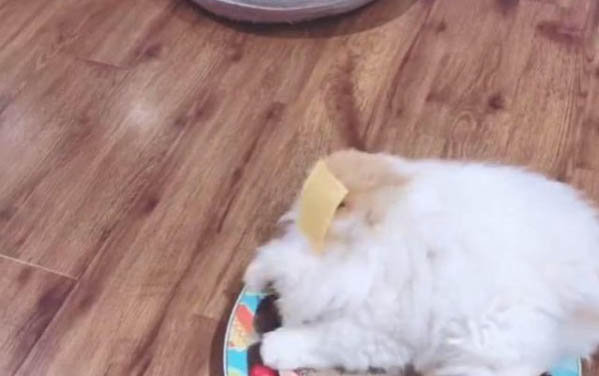 貓咪為什么不愛吃飯