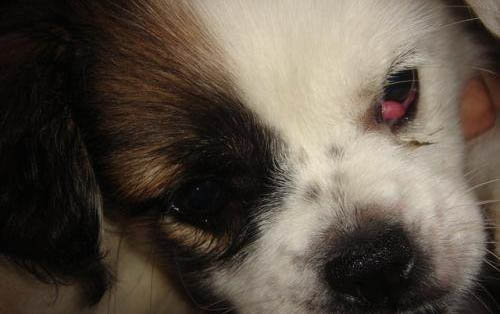 狗狗感冒能吃人的感冒藥么