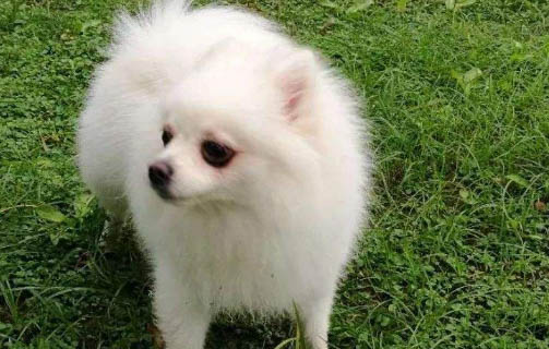 狗可以吃櫻桃果肉嗎