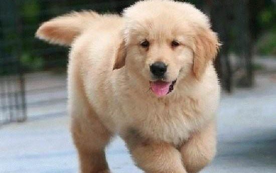 如何正確挑金毛犬狗糧視頻