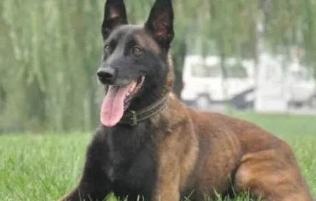 馬犬什么顏色最正宗呢