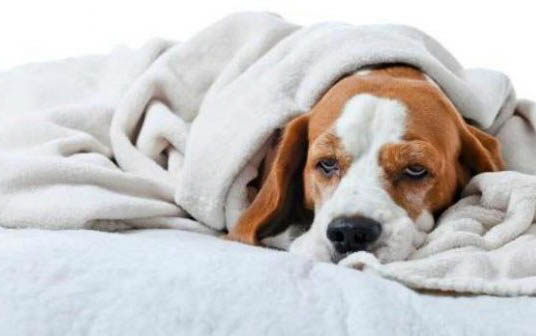 狗狗犬瘟的癥狀都有哪些