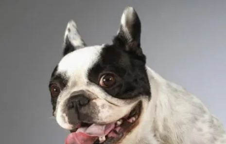 法國斗牛犬怕冷嗎