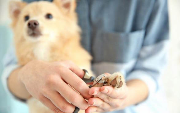 狗狗打完疫苗后的反應有哪些