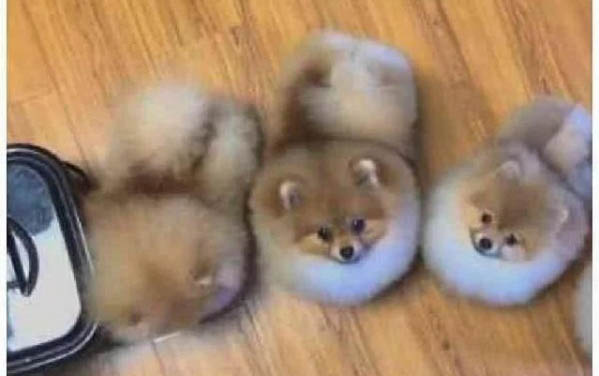 博美是什么