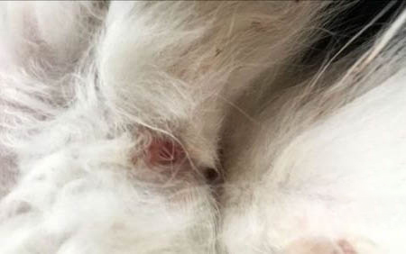 剛斷奶的小貓不吃貓糧怎么辦