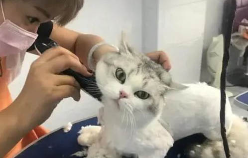 貓咪可以喝純奶嗎