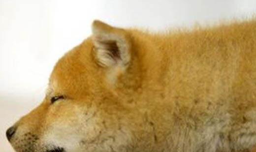 狗狗懷孕了能吃打胎藥嗎?