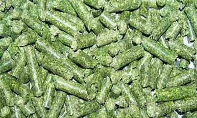 便秘的龍貓有哪些癥狀