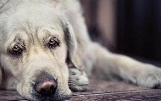 什么樣的狼狗兇猛?