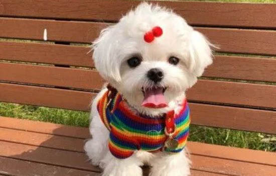 狗狗常見的皮膚病有哪些種類