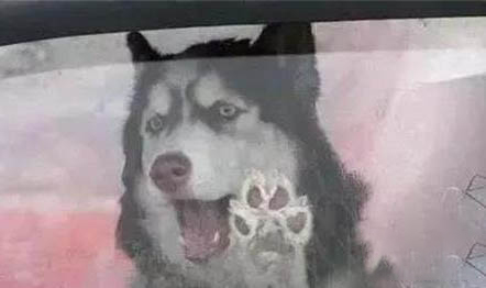 狗狗貧血該吃什么補血最快