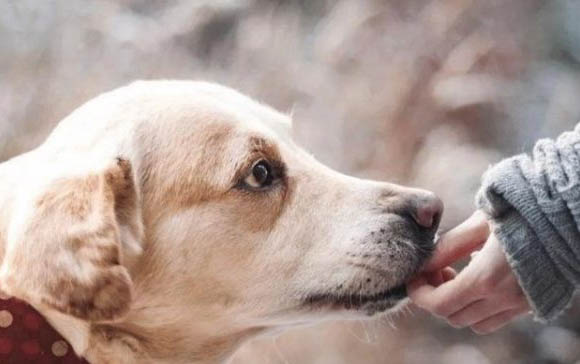 狗狗上火的癥狀