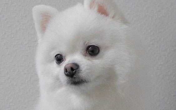 狗狗毛囊進(jìn)行修復(fù)需要注意些什么
