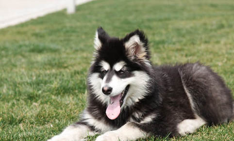 阿拉斯加犬和愛斯基摩犬的區(qū)別